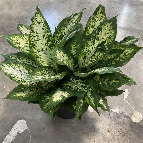 8″ Dieffenbachia Camille – The Plant Factory | Wholesale Plants