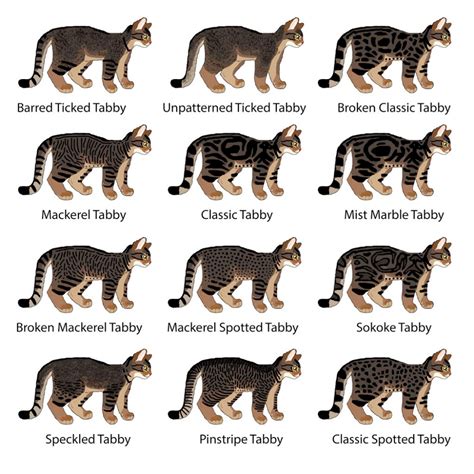 the different types of cats are shown in this image, and each one has an individual's name on it