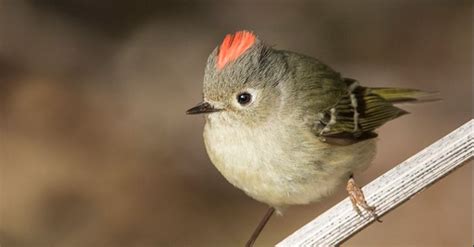 Ruby-crowned Kinglet | Lyric Wild Bird Food