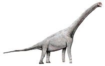 Saltasaurus - Wikipedia