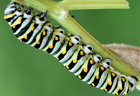 eastern black swallowtail - Papilio polyxenes asterius