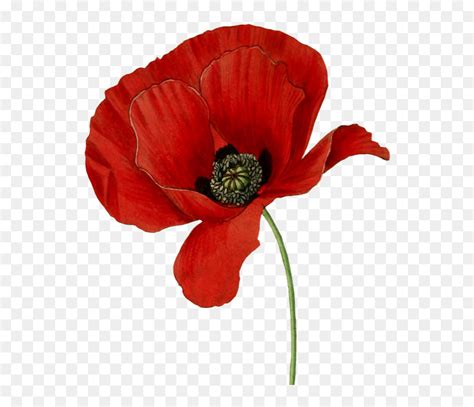 Poppy Flower , Png Download - Transparent Background Poppy Flower ...