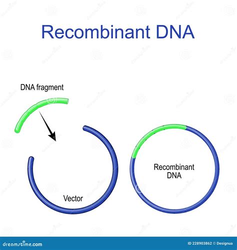 Plasmid And Recombinant Bacterial DNA. Cartoon Vector | CartoonDealer.com #107767279