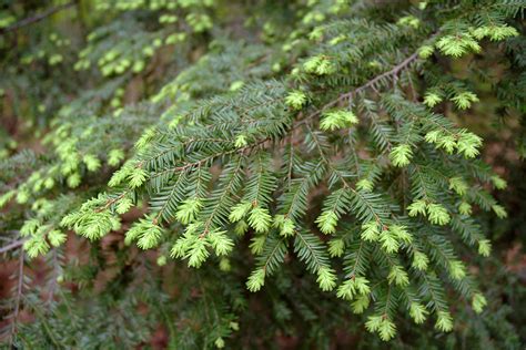 Tsuga canadensis (eastern hemlock): Go Botany