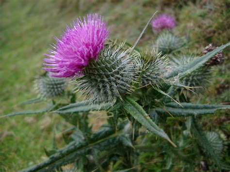 Thistle - Silybum Carduus marianus | S&E Wards Landscape Management