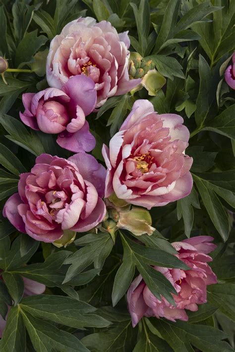 Keiko™ (Adored) Itoh Peony, Monrovia Plant