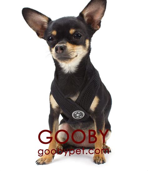 Chihuahua Harness Amazon - Pets Lovers