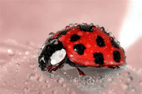 What Do Ladybugs Do In The Winter? Do They Migrate or Overwinter? - What's That Bug?