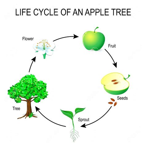 Free Printable Apple Tree Life Cycle Worksheet