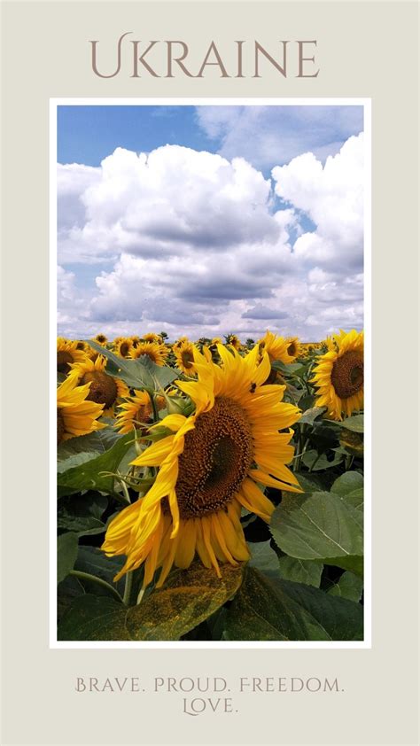 Ukraine sunflower | Sunflower fields, Sunflower, Ukraine