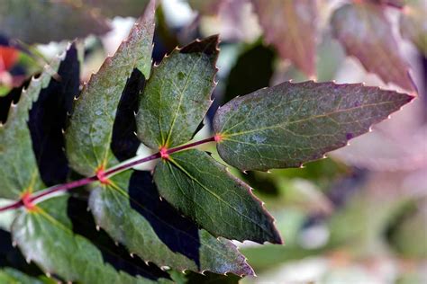 How to Grow and Care for Oregon Grape Holly | Gardener’s Path