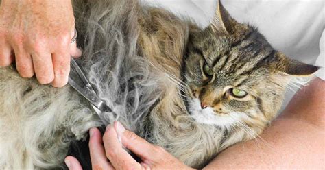 Why Does My Cat Have Matted Fur? Dealing with Dematting and More | The ...