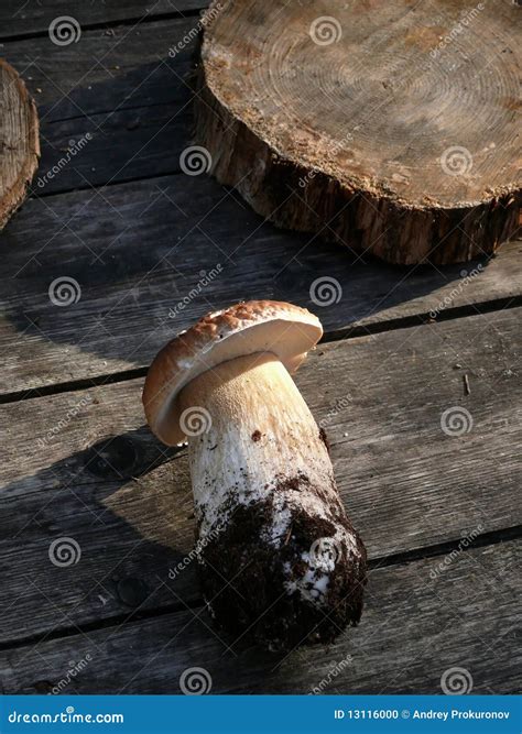 Mushroom. Cep. stock photo. Image of basidiocarp, gourmet - 13116000