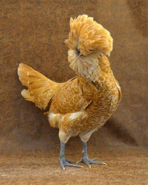 Polish Chicken - The Livestock Conservancy