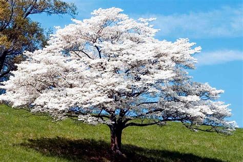 Can Dogwood Trees Grow In Full Sun?