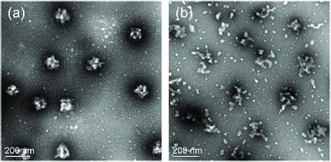 Morphologies of PNIPAM hybrid-based nanogels (a) PNIPAM and (b) PNIPAM ...