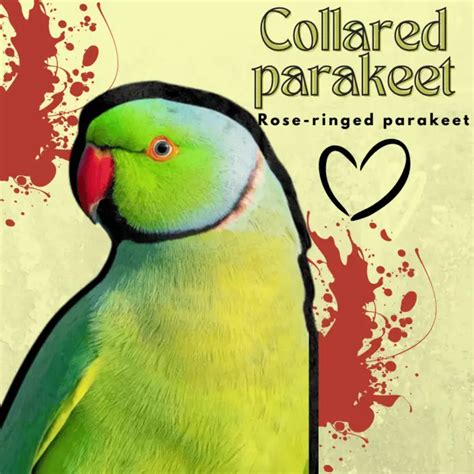 Rose-ringed parakeet - Collared parakeet Habitat Food Behavior