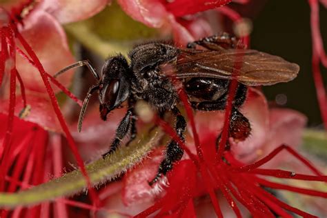 What Is A Stingless Bee? | Here's What You Need To Know