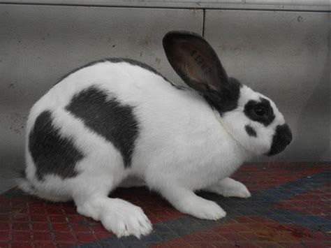 Checkered Giant Rabbit Breed - Adopt a Rabbit