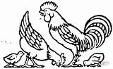 Dibujo De Gallina gallo Y Los Pollitos Para Colorear  Dibujos sketch template