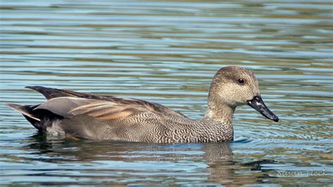 Gadwall