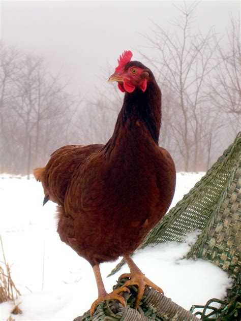 Cold weather chickens – 8 things NOT to do to in winter | Gallinas y gallos, Aves de corral y ...