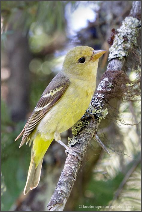 Western Tanager (female) by kootenayphotos on DeviantArt