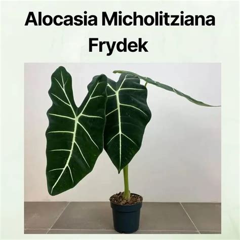 Alocasia Micholitziana Frydek Care & Propagation Guide