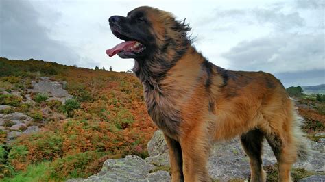 “The Majestic Leonberger. This is my dog Rocky.” – PawMyGosh