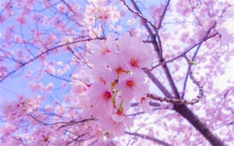 Papel pintado Sakura, Flores, Bloom, Primavera, Rosa HD: Widescreen: Alta Definición: Pantalla ...