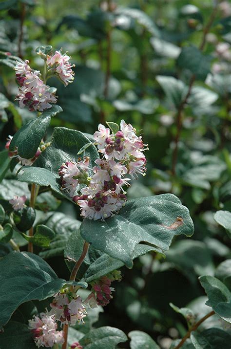 Wolfberry (Symphoricarpos occidentalis) in Classic Landscapes Edmonton Sherwood Park Alberta AB ...