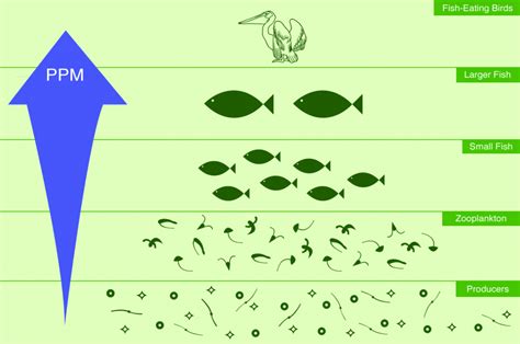 Biomagnification « « Josh Gitalis