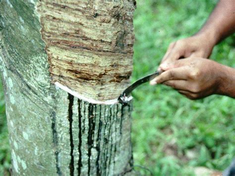 Kerala's Rubber Plantations - An Overview