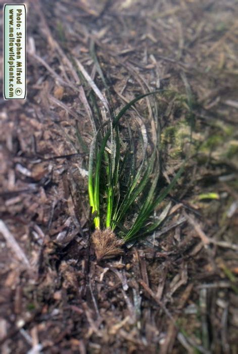 Posidonia oceanica (Posidonia) : MaltaWildPlants.com - the online Flora of the Maltese Islands.