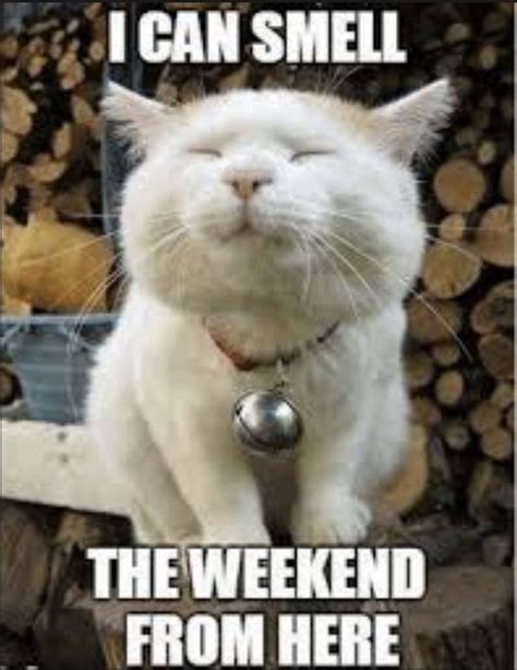 Kickstart Your Weekend With These Hilarious Friday Memes! | Funny cat ...