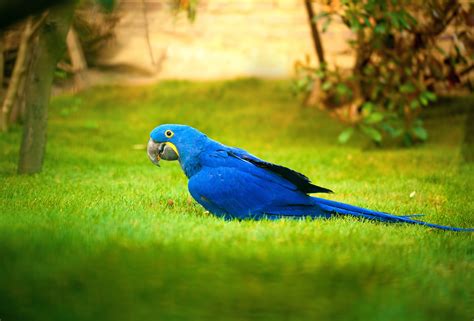 Macaw Bird 4k, HD Birds, 4k Wallpapers, Images, Backgrounds, Photos and Pictures