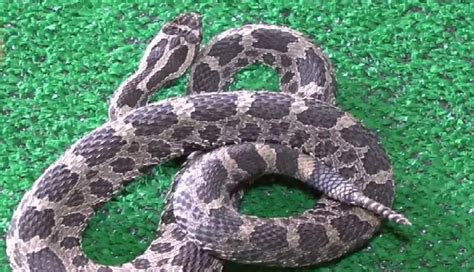 How to Identify an Eastern Massasauga Rattlesnake [VIDEO]