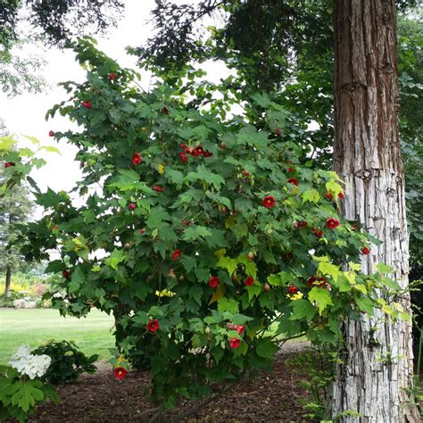 Abutilon 'Strybing Red' - Flowering Maple - Mid Valley Trees