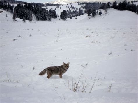 10 Reasons We Need Wolves – Mother Jones