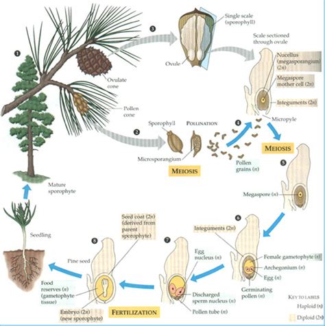 Pine Tree Life Cycle