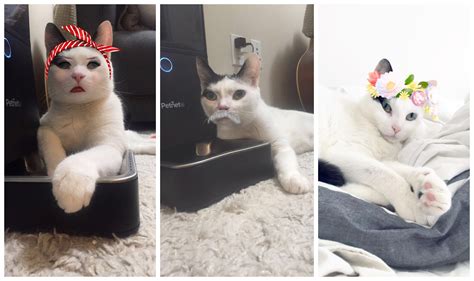 How To Get A Snapchat Filter On Your Cat - Cat Lovster