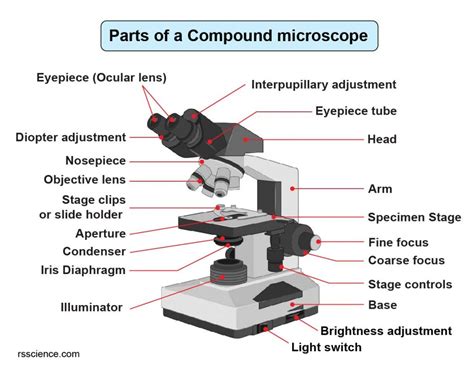 Compound microscope - their parts and function - Microscopy4kids