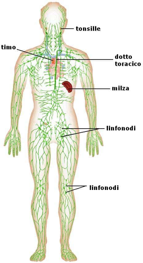 Sistema linfatico del corpo umano: funzioni - Riassunti - Studia Rapido