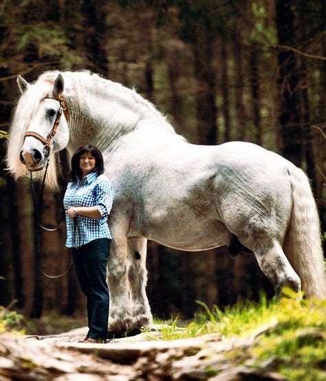 311 Best Percheron Horses images in 2020 | Percheron horses, Percheron, Horses