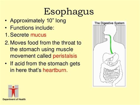 digestion in mouth, esophagus and stomach...