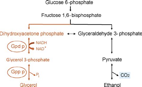 Glycerol biosynthesis and CO 2 production. Glycerol biosynthesis from ...