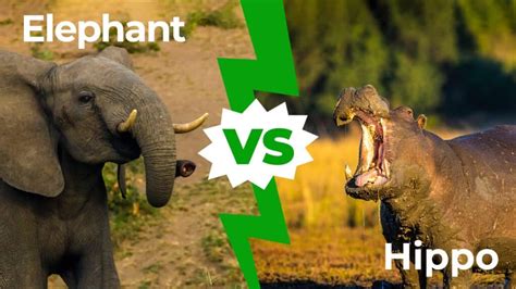 Elephant vs Hippo: Who Would Win in a Fight? - A-Z Animals