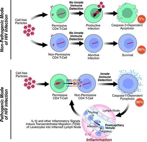 Dissecting How CD4 T Cells Are Lost During HIV Infection: Cell Host & Microbe