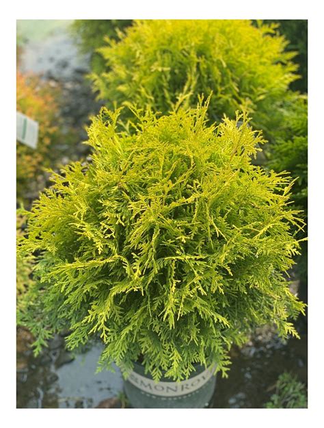 Arborvitae Golden Globe