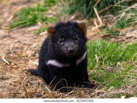 227 Tasmanian Devil Baby Images, Stock Photos & Vectors | Shutterstock